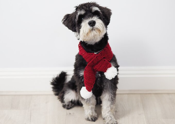 puppy christmas scarf